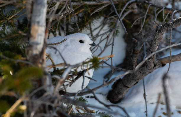 istock White-tailed Ptarmigan in Winter 1183456759