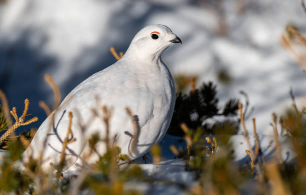 istock White-tailed Ptarmigan in Winter 1183456789