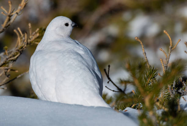 istock White-tailed Ptarmigan in Winter 1183456791