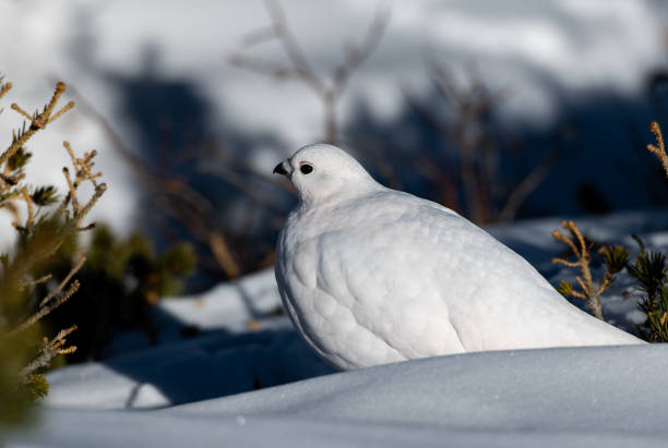 istock White-tailed Ptarmigan in Winter 1183456901