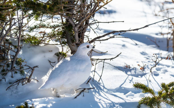 istock White-tailed Ptarmigan in Winter 1183456922