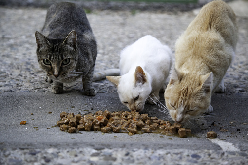 Street cats eating in town, abandoned animals