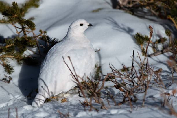 istock White-tailed Ptarmigan in Winter 1183456958