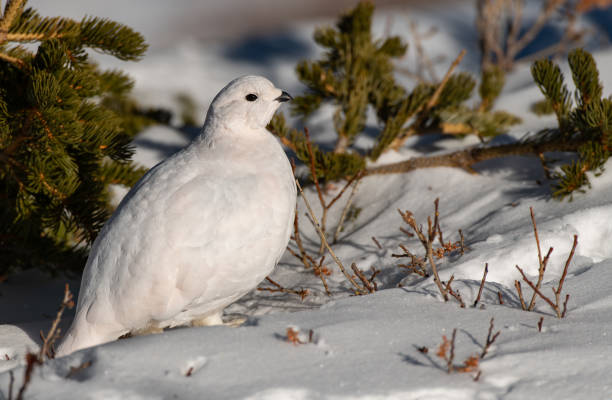 istock White-tailed Ptarmigan in Winter 1183456962