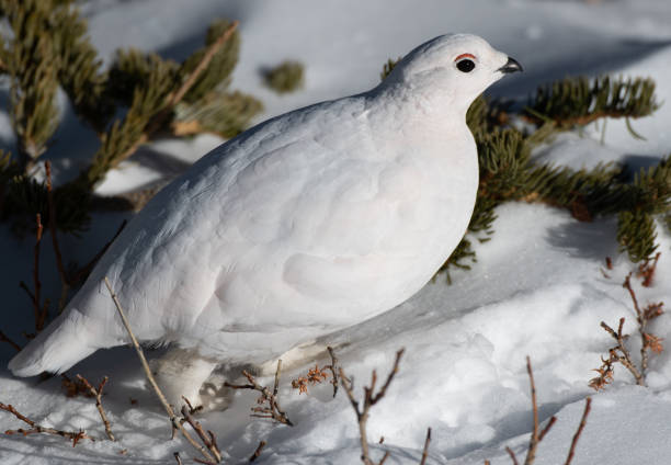 istock White-tailed Ptarmigan in Winter 1183456963
