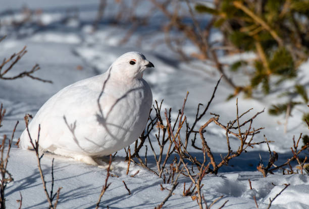 istock White-tailed Ptarmigan in Winter 1183457003