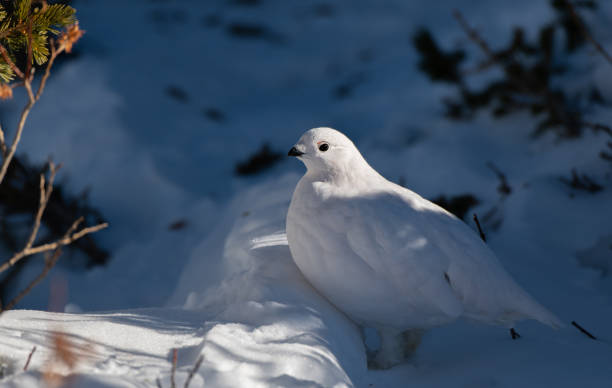 istock White-tailed Ptarmigan in Winter 1183457004