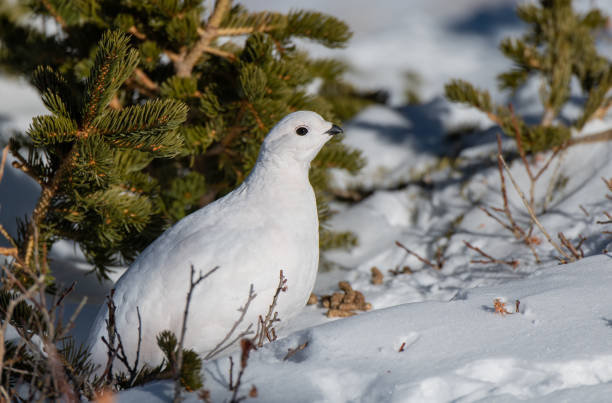 istock White-tailed Ptarmigan in Winter 1183457023