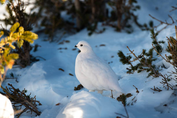 istock White-tailed Ptarmigan in Winter 1183457034