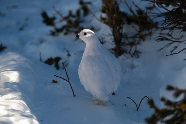 istock White-tailed Ptarmigan in Winter 1183457547