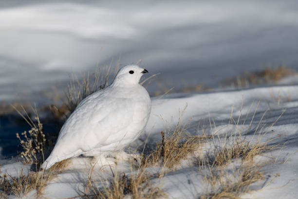 istock White-tailed Ptarmigan in Winter 1183457701
