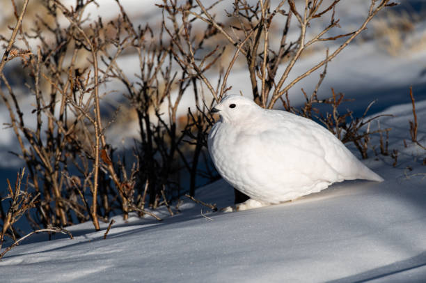 istock White-tailed Ptarmigan in Winter 1183457746