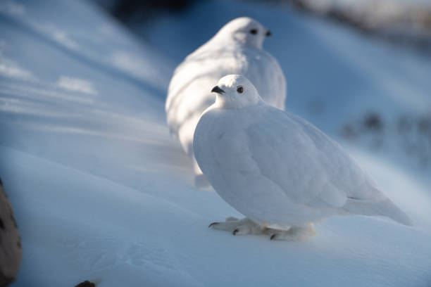 istock White-tailed Ptarmigan in Winter 1183457863