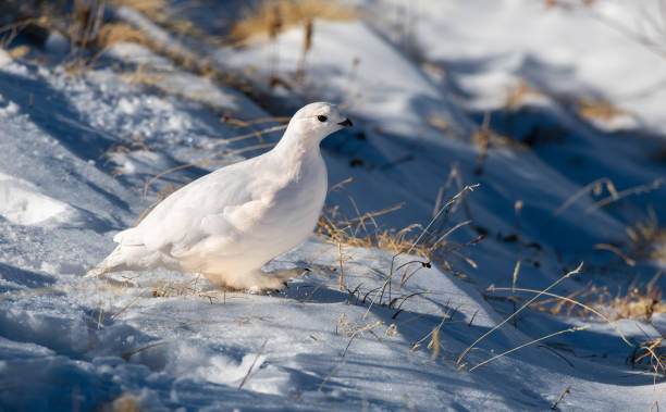 istock White-tailed Ptarmigan in Winter 1183457878