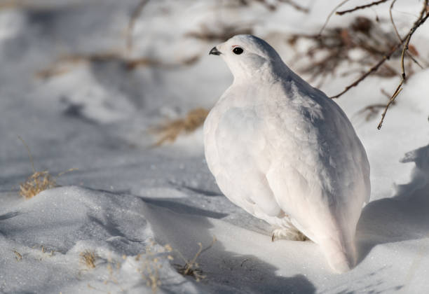 istock White-tailed Ptarmigan in Winter 1183457879