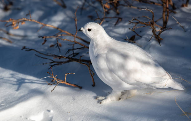istock White-tailed Ptarmigan in Winter 1183457902
