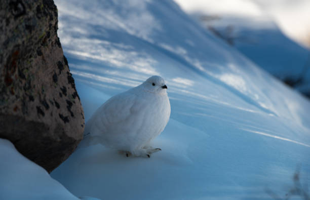 istock White-tailed Ptarmigan in Winter 1183457903