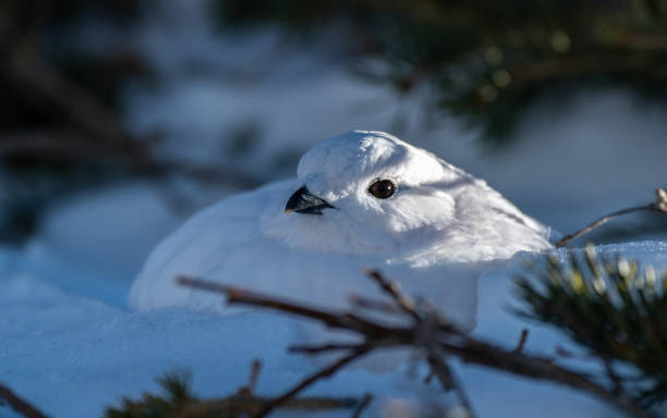 White-tailed Ptarmigan in Winter
