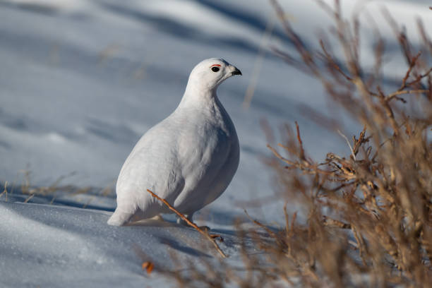istock White-tailed Ptarmigan in Winter 1183458005