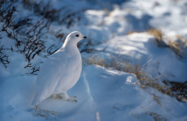 istock White-tailed Ptarmigan in Winter 1183458007