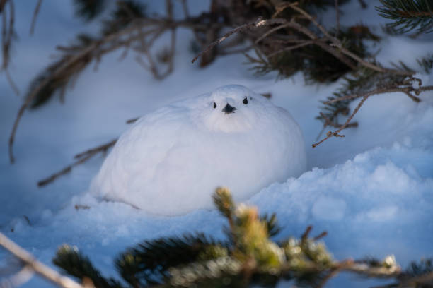 istock White-tailed Ptarmigan in Winter 1183458101