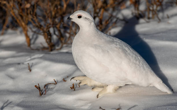 istock White-tailed Ptarmigan in Winter 1183458654