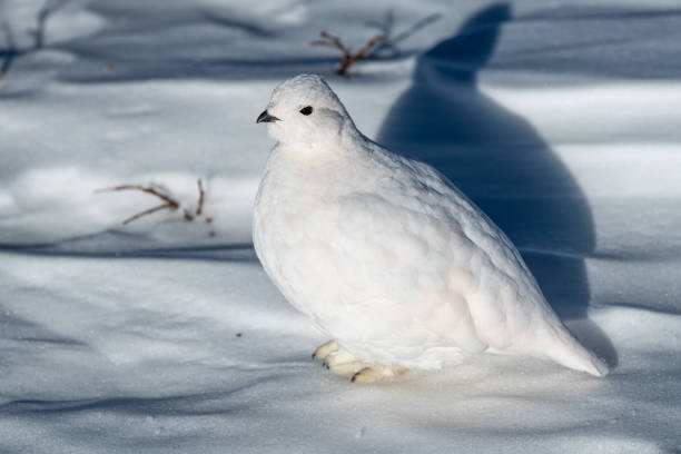 istock White-tailed Ptarmigan in Winter 1183458655
