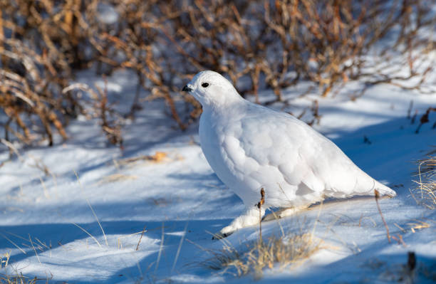 istock White-tailed Ptarmigan in Winter 1183458658