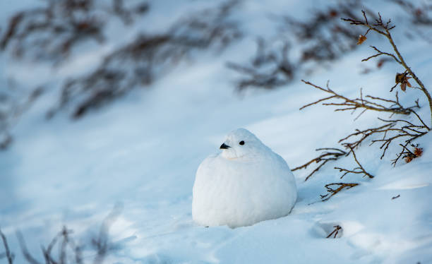 istock White-tailed Ptarmigan in Winter 1183459192