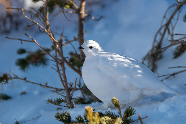 istock White-tailed Ptarmigan in Winter 1183459212