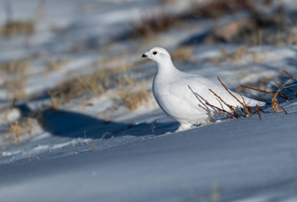 istock White-tailed Ptarmigan in Winter 1183459268