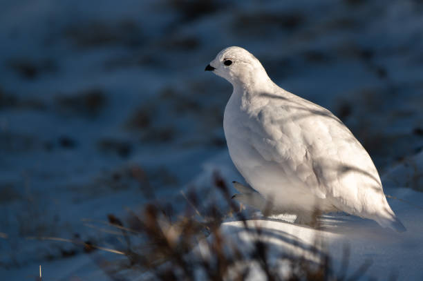 istock White-tailed Ptarmigan in Winter 1183459302