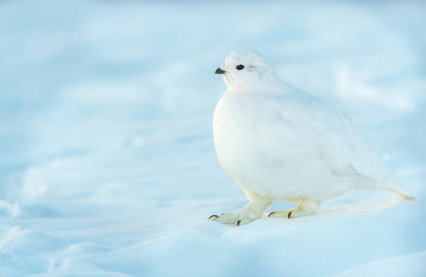 istock White-tailed Ptarmigan in Winter 1183459305