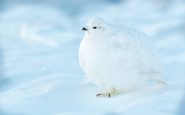 istock White-tailed Ptarmigan in Winter 1183459308