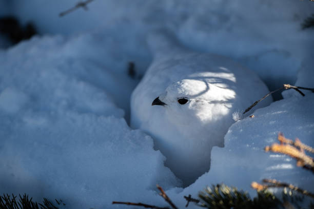 istock White-tailed Ptarmigan in Winter 1183459354