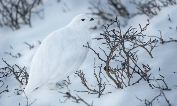 istock White-tailed Ptarmigan in Winter 1183459364