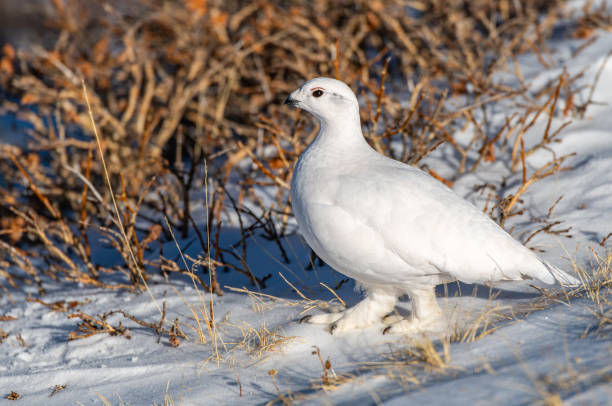 istock White-tailed Ptarmigan in Winter 1183459399