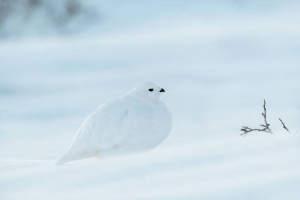 istock White-tailed Ptarmigan in Winter 1183459419