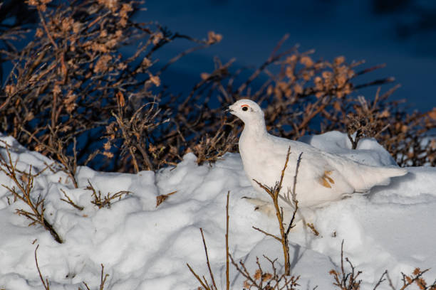 istock White-tailed Ptarmigan in Winter 1183459445