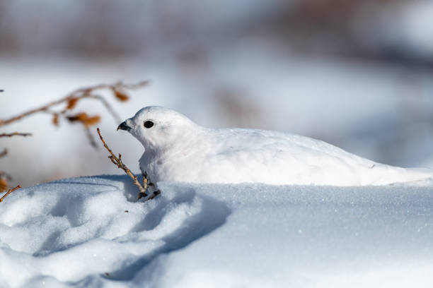 istock White-tailed Ptarmigan in Winter 1183459528