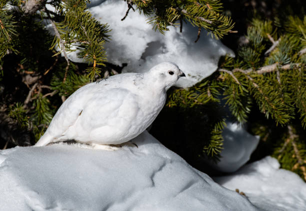 istock White-tailed Ptarmigan in Winter 1183459533