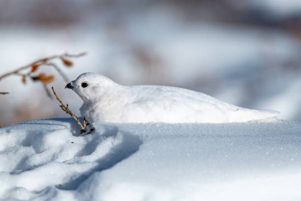 istock White-tailed Ptarmigan in Winter 1183460054
