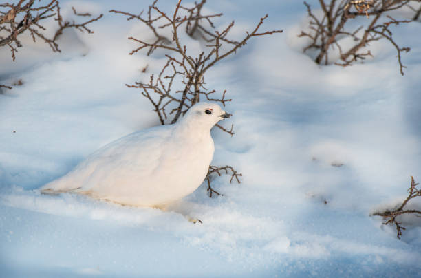 istock White-tailed Ptarmigan in Winter 1183460080