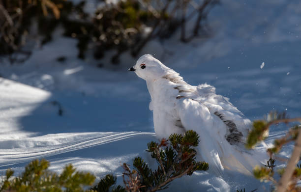 istock White-tailed Ptarmigan in Winter 1183460113