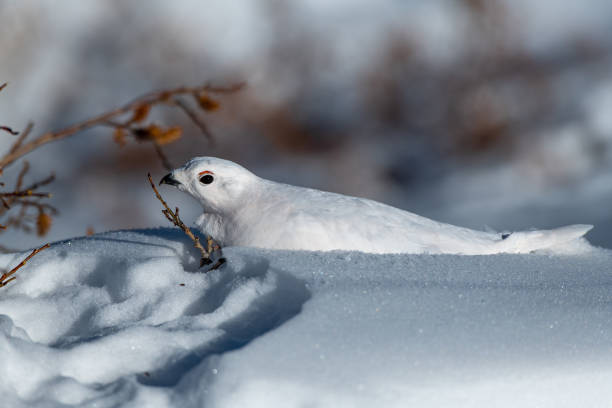 istock White-tailed Ptarmigan in Winter 1183460114