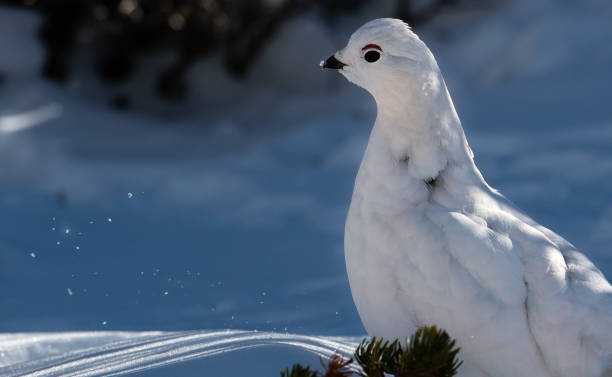 istock White-tailed Ptarmigan in Winter 1183460130