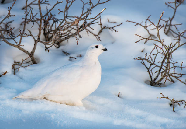 istock White-tailed Ptarmigan in Winter 1183460164