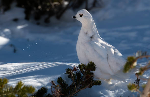 istock White-tailed Ptarmigan in Winter 1183460178