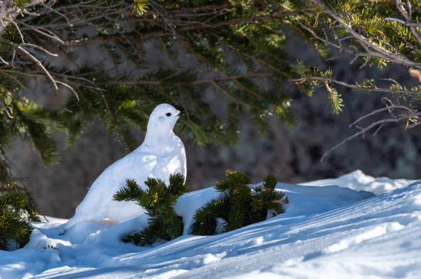 istock White-tailed Ptarmigan in Winter 1183460202