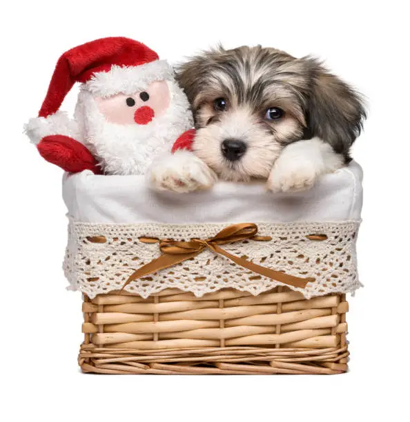 Cute Bichon Havanese puppy dog in a basket with a little Santa Claus plush toy - Isolated on white background